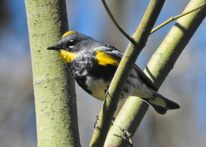 Bird of the Year 2024